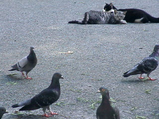 鳩と猫
